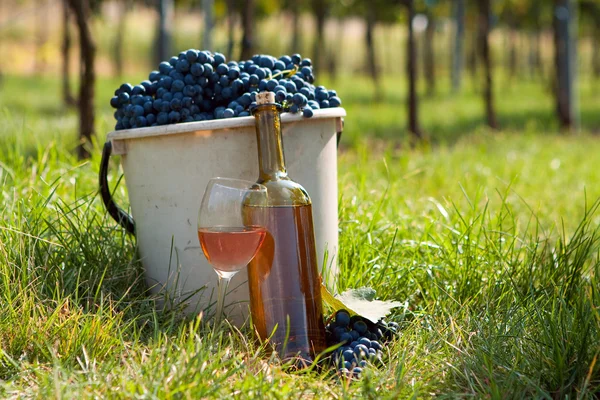 Colheita de vinha — Fotografia de Stock