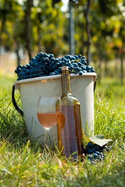 Harvest of vine — Stock Photo, Image
