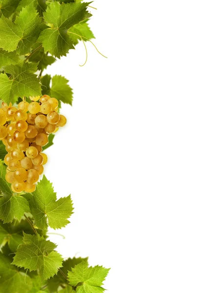 Collage av vinblad och gula grape — Stockfoto