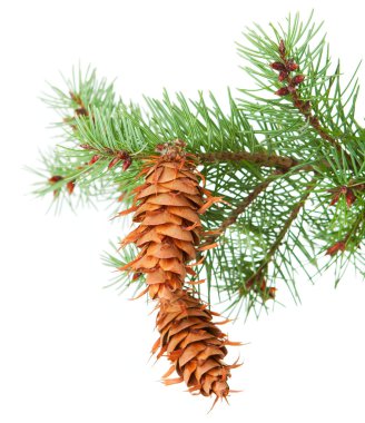 ağaç dalı pinecones ile