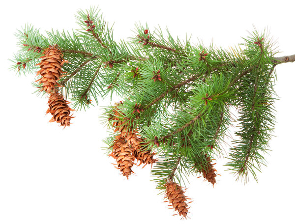 Tree branch with pinecones