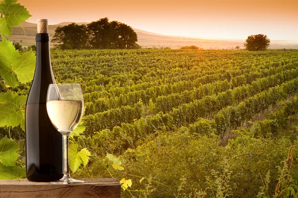 Abendlicher Blick auf die Weinberge lizenzfreie Stockfotos