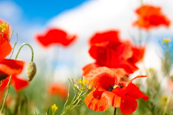 Poppies field in sunny day — Stock Photo, Image
