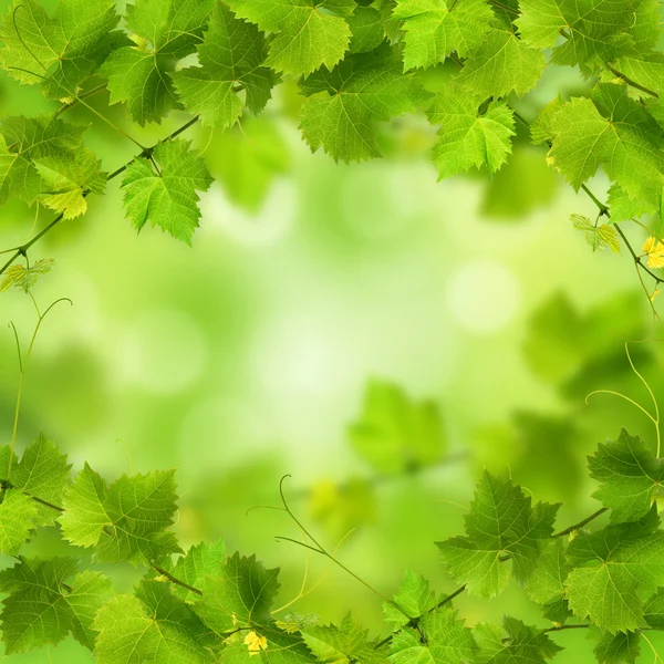 Bando de folhas de videira verde — Fotografia de Stock
