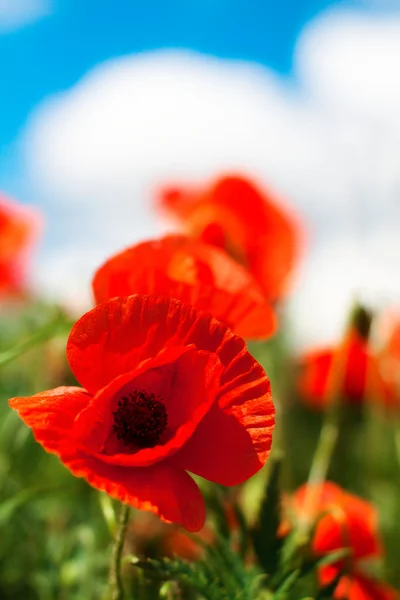 Poppy flowers in sunny day — Stock Photo, Image