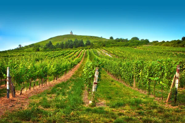 Vigneto in giorno d'estate — Foto Stock