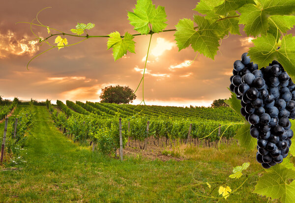 Вечерний вид на виноградники
