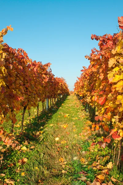 Podzimní vinice s barevnými listy — Stock fotografie