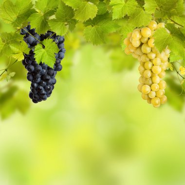 demet yeşil Asma yaprakları