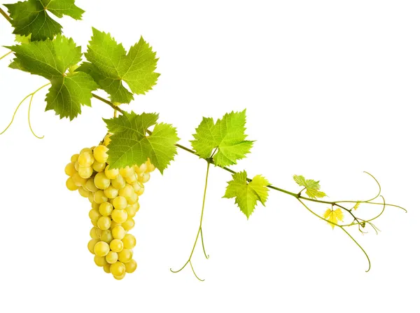 Collage of vine leaves and yellow grape — Stockfoto