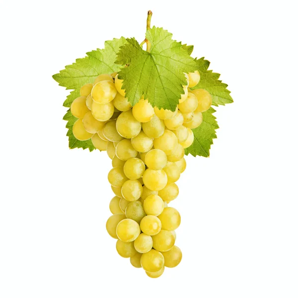 Fresh bunch of grapes of white wine — Stok fotoğraf
