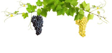 demet yeşil Asma yaprakları