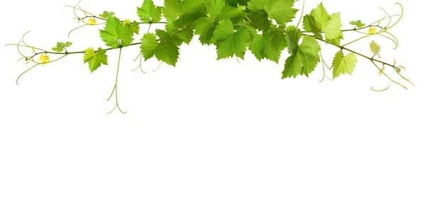 Bunch of green vine leaves — Stock Photo, Image