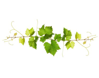 Bunch of green vine leaves clipart