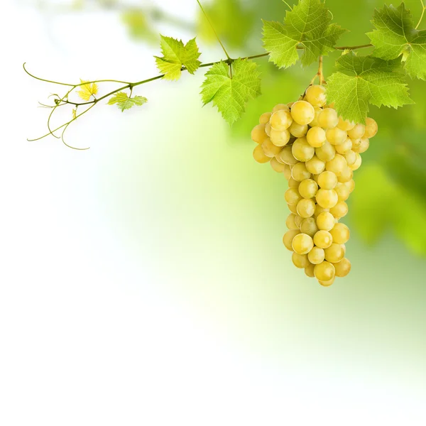 Bund grüner Weinblätter — Stockfoto