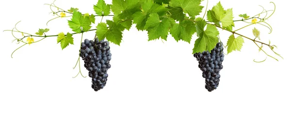 Bos van groene wijnstok verlaat — Stockfoto