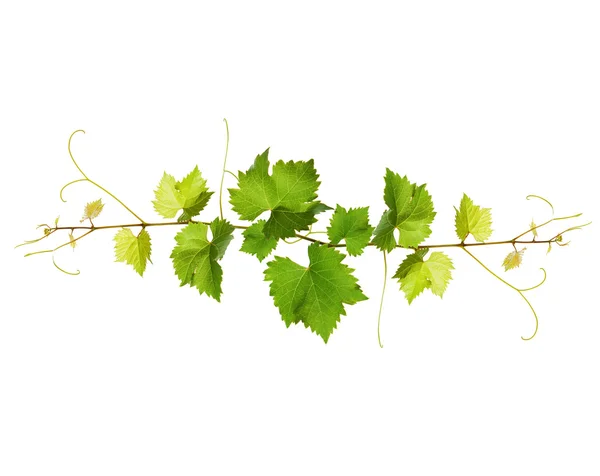 Bunch of green vine leaves — Stock Photo, Image