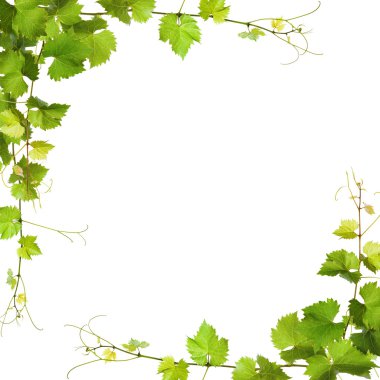 Bunch of green vine leaves and grapes vine clipart