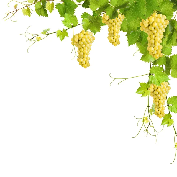 Colagem de folhas de videira e uvas amarelas — Fotografia de Stock