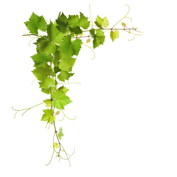 Bunch of green vine leaves and grapes vine — Stock Photo, Image