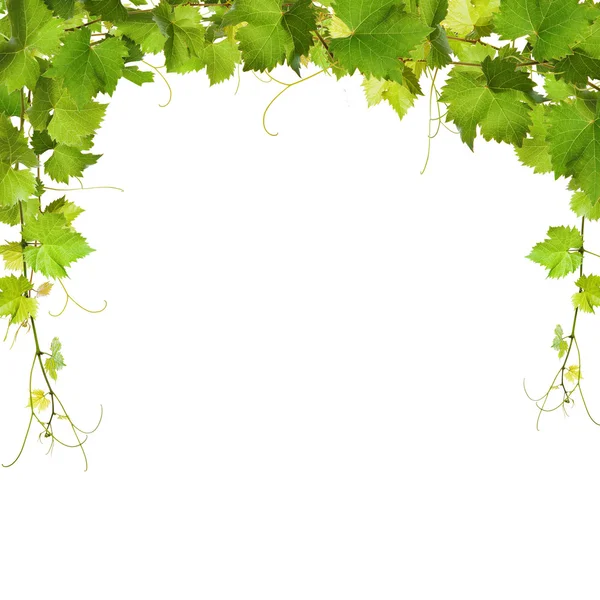 Bunch of green vine leaves and grapes vine — Stock Photo, Image