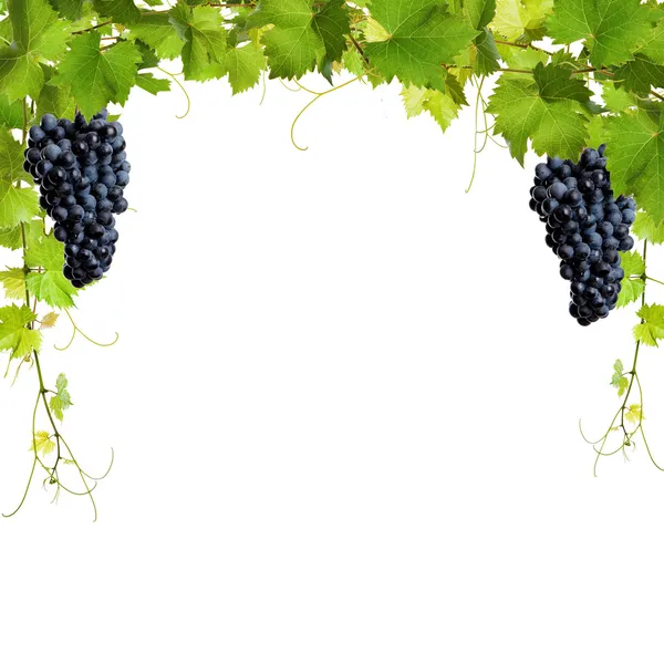 Collage of vine leaves and blue grapes — Stock Photo, Image