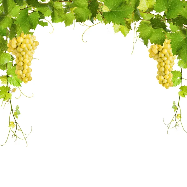 Collage of vine leaves and yellow grapes — Stock Photo, Image