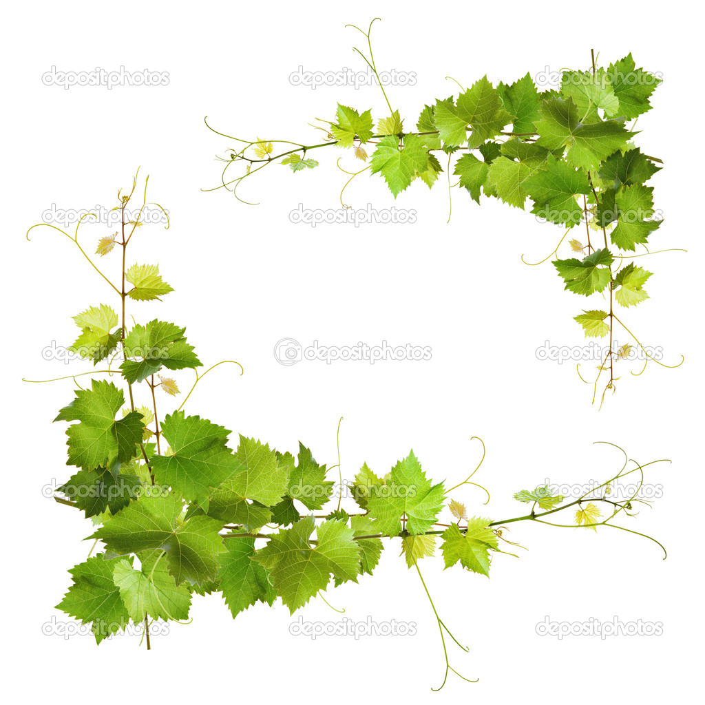 Bunch of green vine leaves and grapes vine