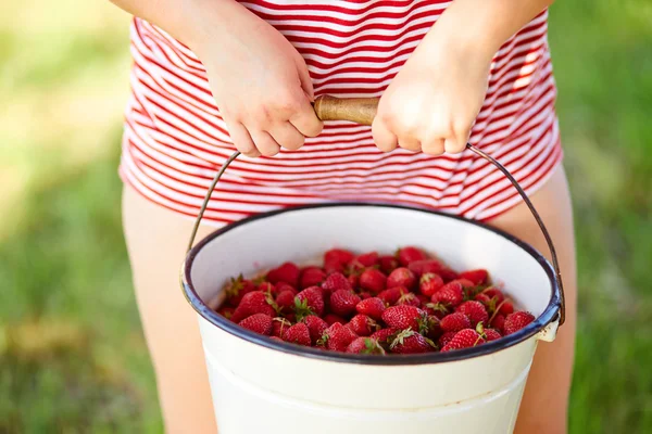 Vrouw hand in hand in een emmer vol met verse aardbeien — Stockfoto