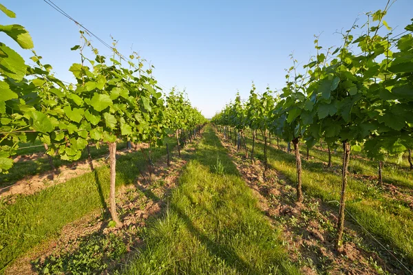 Viñedo en primavera día soleado —  Fotos de Stock