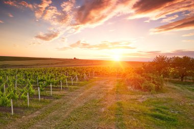 üzüm bağları akşam manzarası