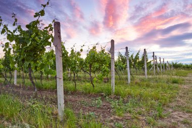 üzüm bağları akşam manzarası