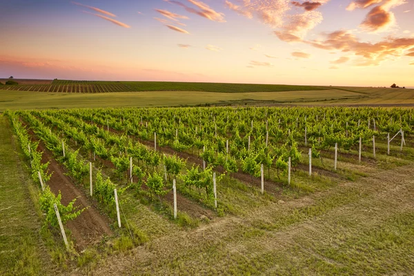 Vista serale sui vigneti — Foto Stock