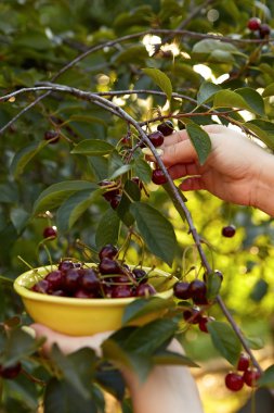 Olgun Kiraz hasat kadın