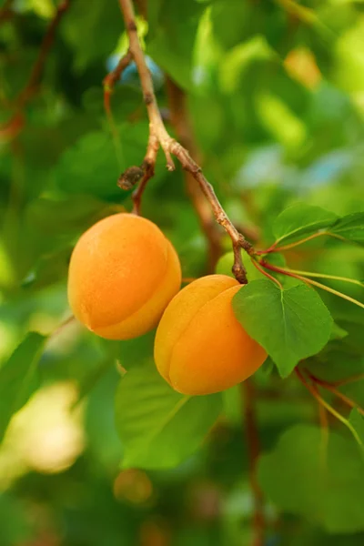 Ripe apricots on the branch — Stock Photo, Image