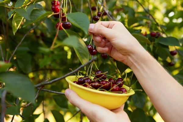 Man harvesting ripe cherries — Stock Photo, Image