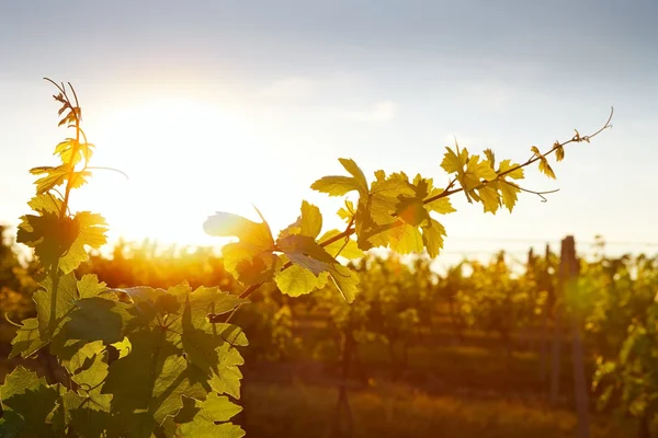 Фото виноградных листьев фон теплый желтый луч солнца — стоковое фото
