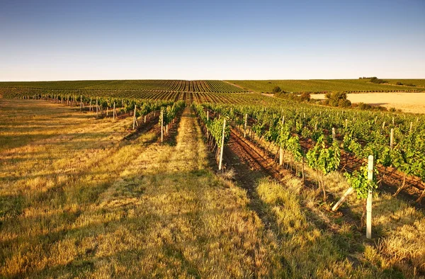 Kväll Visa vingårdar — Stockfoto