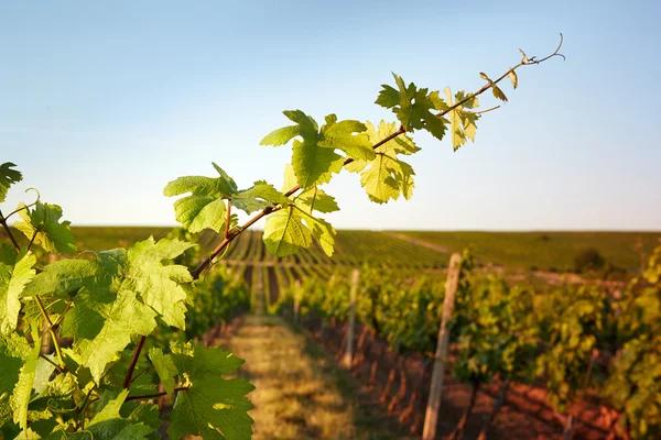 Photo vine leaves in vineyard — Stock Photo, Image