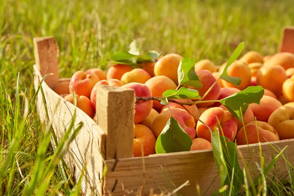 Old wooden box with apricots — Stock Photo, Image