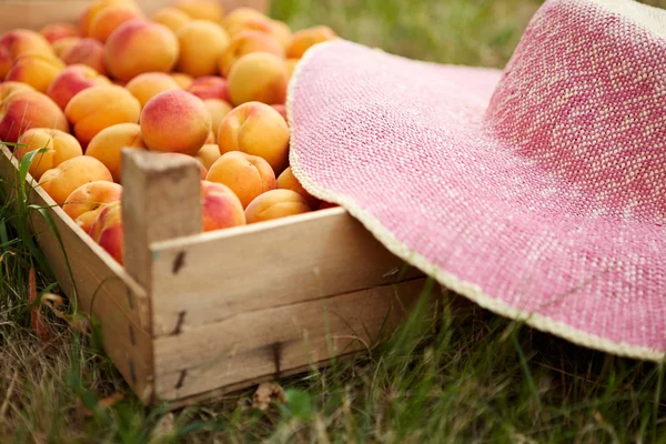 Old wooden box with fresh apricots in garden — Stock Photo, Image