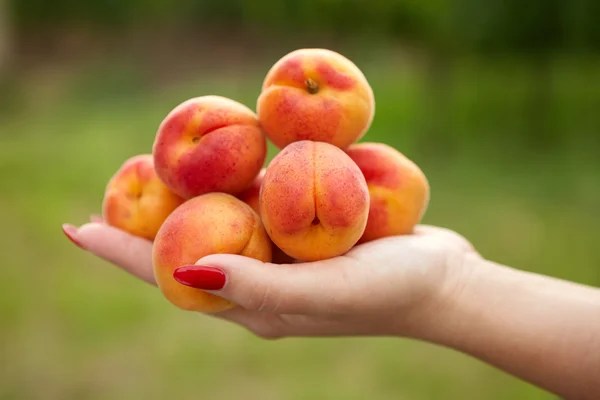 Female hand holding apricots — Stock Photo, Image