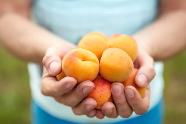Male hands holding apricots — Stock Photo, Image