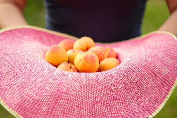 Female hand holding a hat full of apricots — Stock Photo, Image