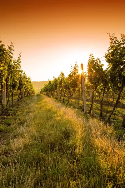 Sonnenuntergang über einem Weinberg — Stockfoto