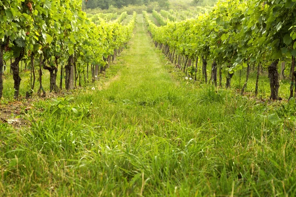 Wijngaard in voorjaar zonnige dag — Stockfoto
