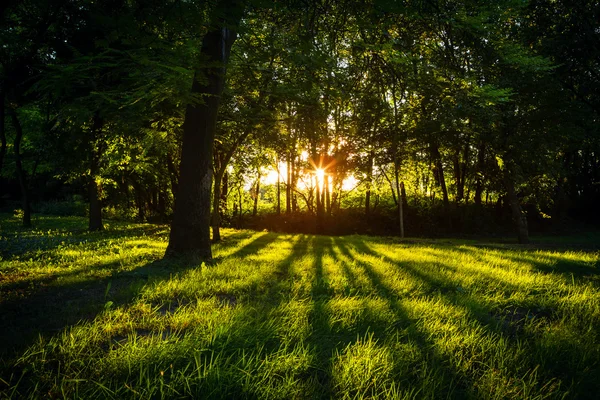 Zonlicht groene bos in de zomer — Stockfoto