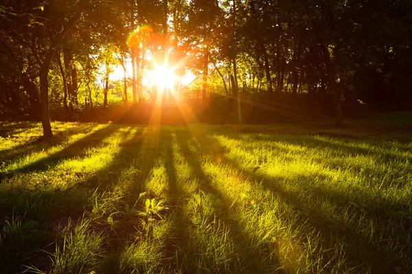 Солнечный зеленый лес в летнее время период — стоковое фото