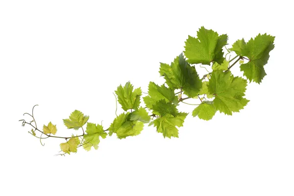 Feuilles de vigne isolées sur blanc — Photo