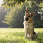 stock-photo-young-purebreed-alsatian-dog-in